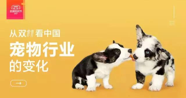 首家日销过亿的宠物公司!波奇网做对了什么?