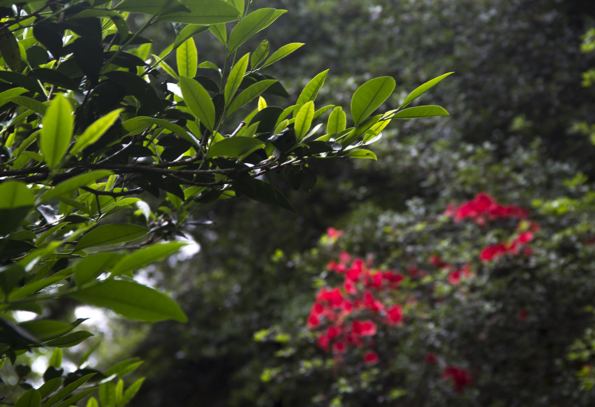 真假大红袍,真假大红袍茶叶鉴别方法