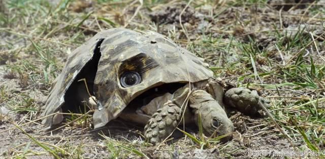 这34个间谍，每天只干一件事：*窥偷**！还拍成电影全球上映？