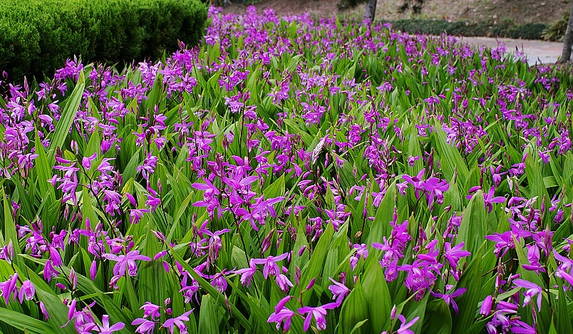 中药白芨的功效与主治是什么,白芨的功效与作用倪海厦