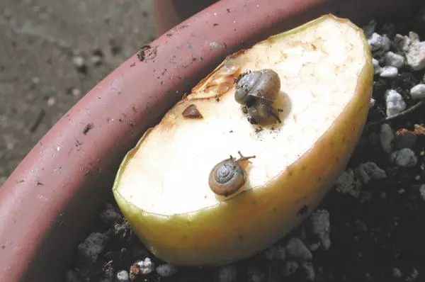 家里盆栽叶子长虫子怎么办,院子里的叶子被虫子吃了怎么办