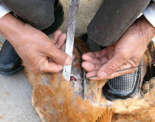 传统阉鸡技术教程视频,古老的阉鸡技术