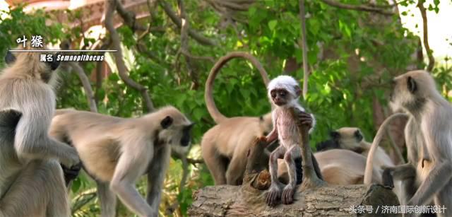 这34个间谍，每天只干一件事：*窥偷**！还拍成电影全球上映？