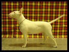 牛头梗资料介绍,迷你牛头梗百科内容