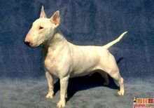 牛头梗资料介绍,迷你牛头梗百科内容