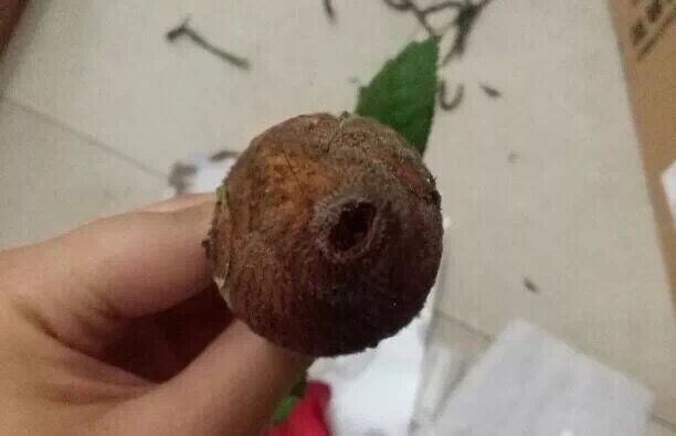 玫瑰养不开就枯了怎么办,玫瑰烂瓣怎么办