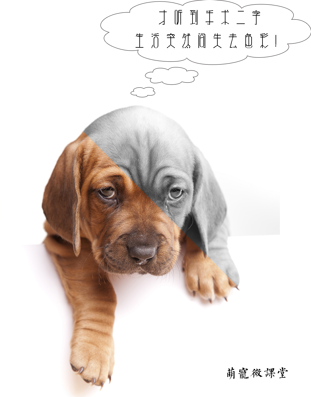 新手养狗超全狗狗绝育指南,宠物冷知识合集