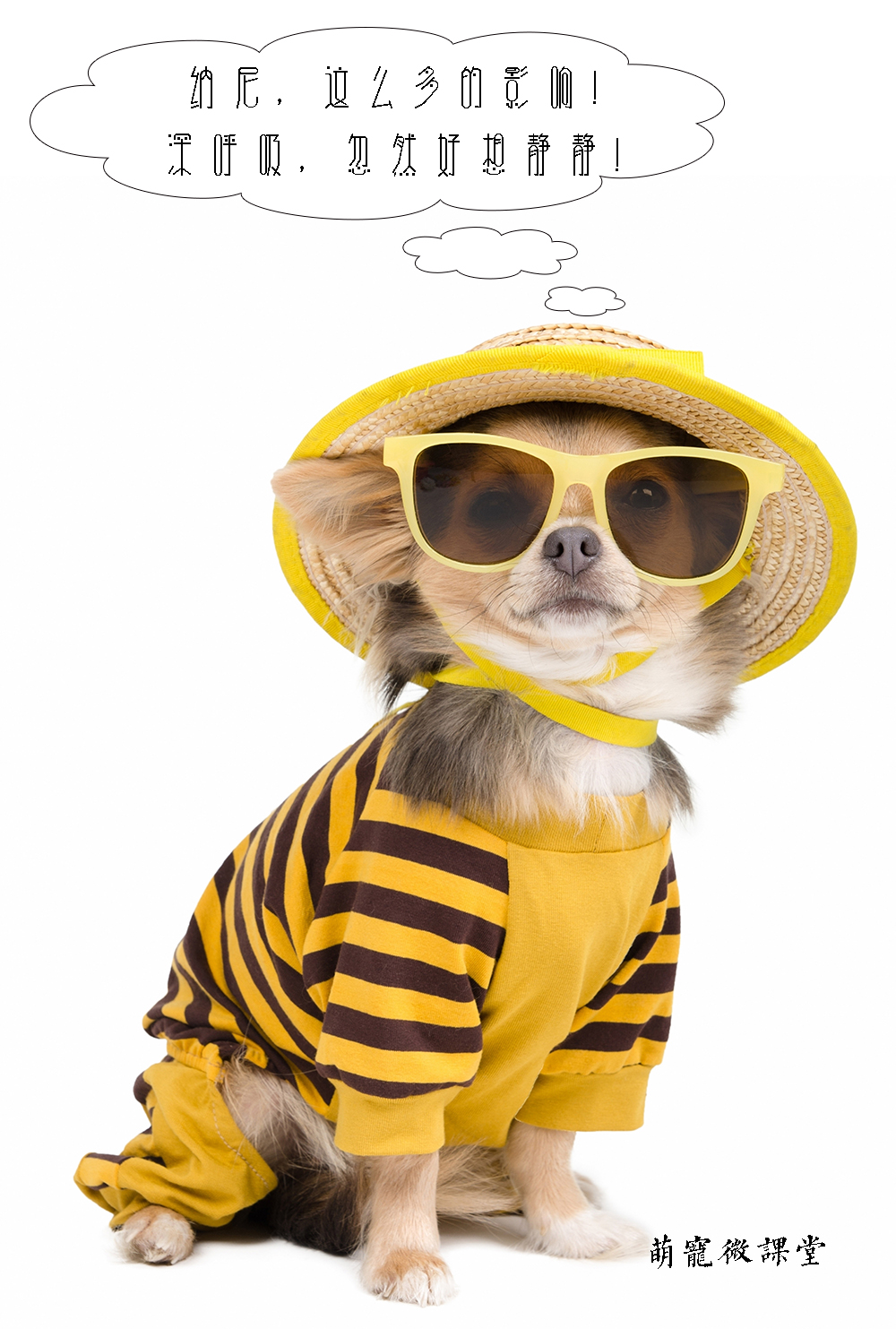 新手养狗超全狗狗绝育指南,宠物冷知识合集