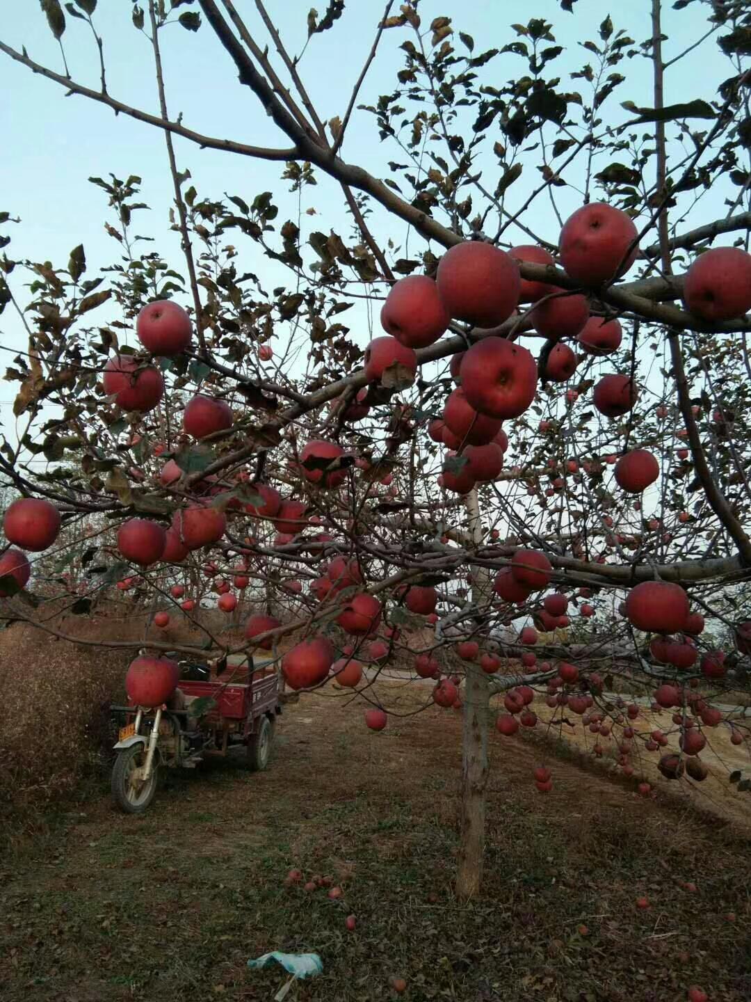 木村苹果,日本木村苹果的故事