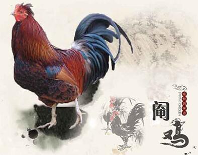 传统阉鸡技术教程视频,古老的阉鸡技术