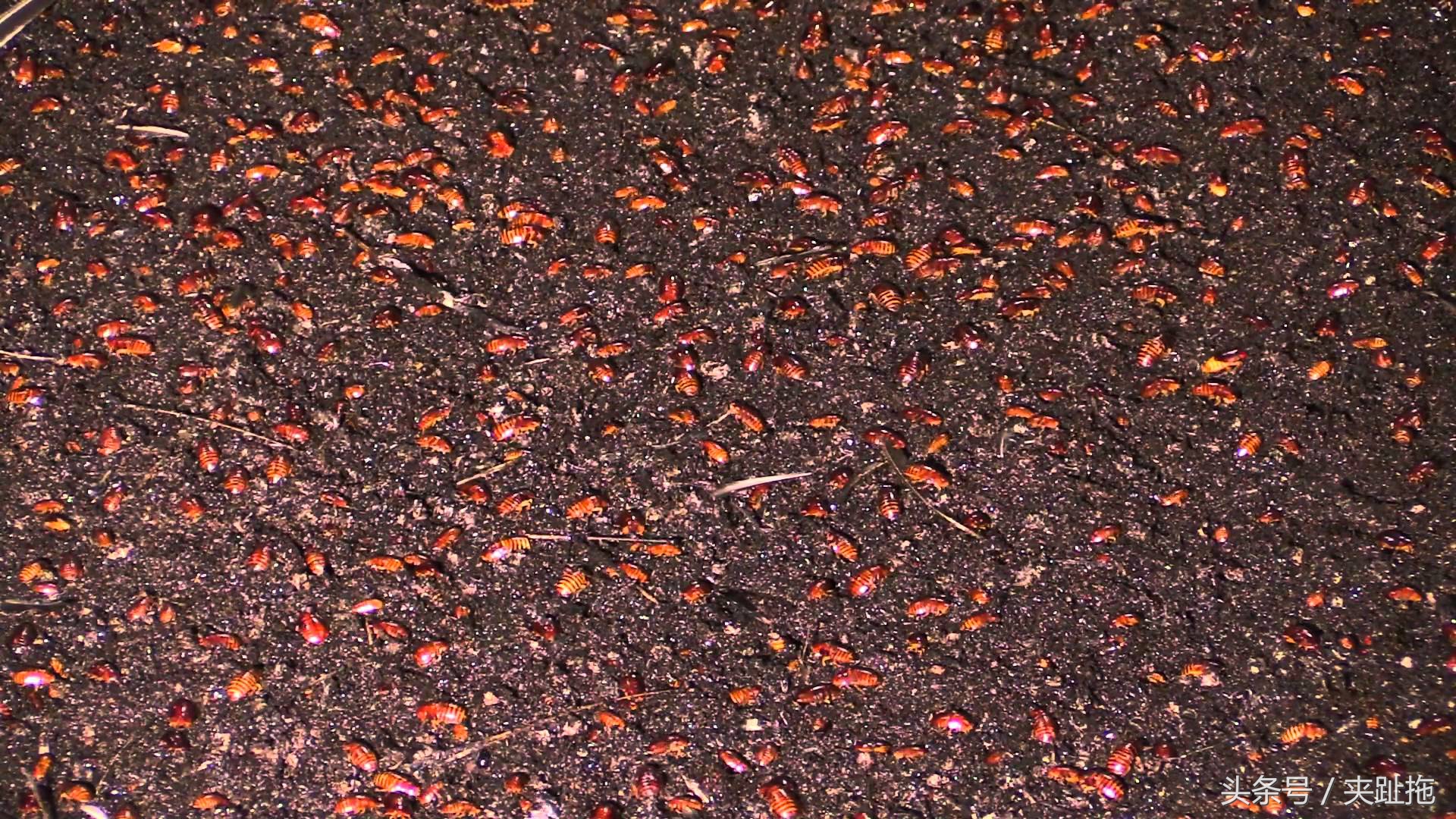 移民到马来西亚的真实感受,移居马来西亚怎么样