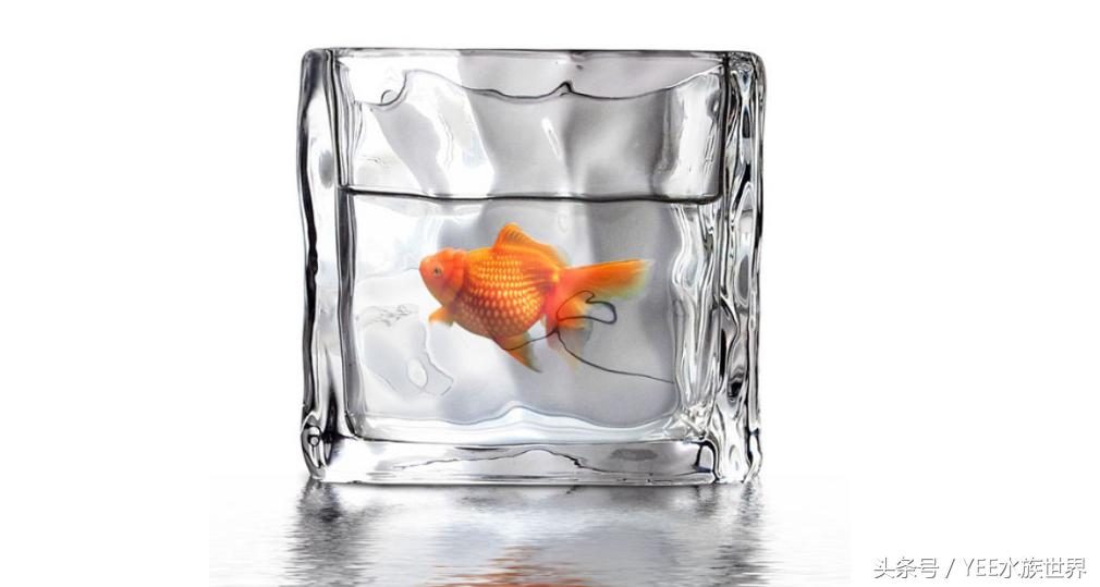 金鱼正确的养法,金鱼的正确养法视频