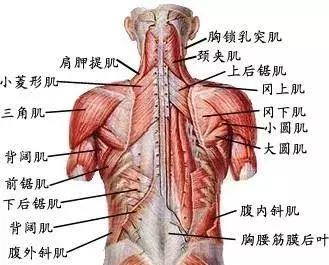 如何练出迷人蝴蝶背,美体美背计划