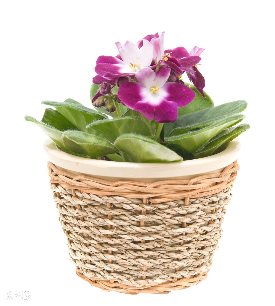 爆盆、开花不断|美丽可人的非洲紫罗兰,一下就俘获女生的芳心了