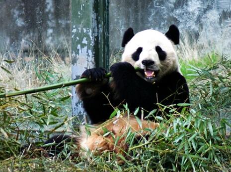 上海野生动物园在浦东新区哪个镇,上海野生动物园面积多少平方千米