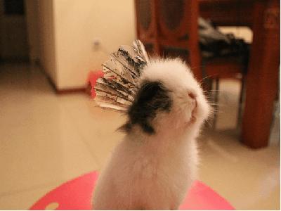 养只兔子做宠物怎么样,养兔子当宠物的注意事项和禁忌