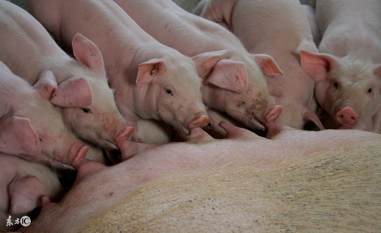 出生仔猪如何护理,刚出生的仔猪怎样提高成活率