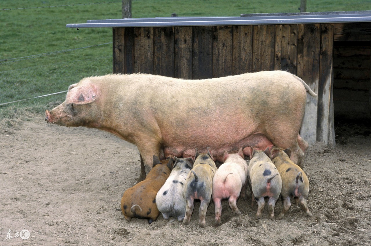 出生仔猪如何护理,刚出生的仔猪怎样提高成活率