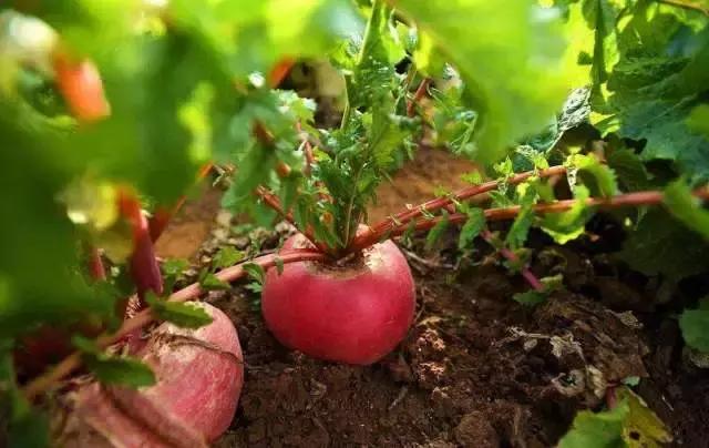 秋吃萝卜胜过人参,冬吃白萝卜赛过人参