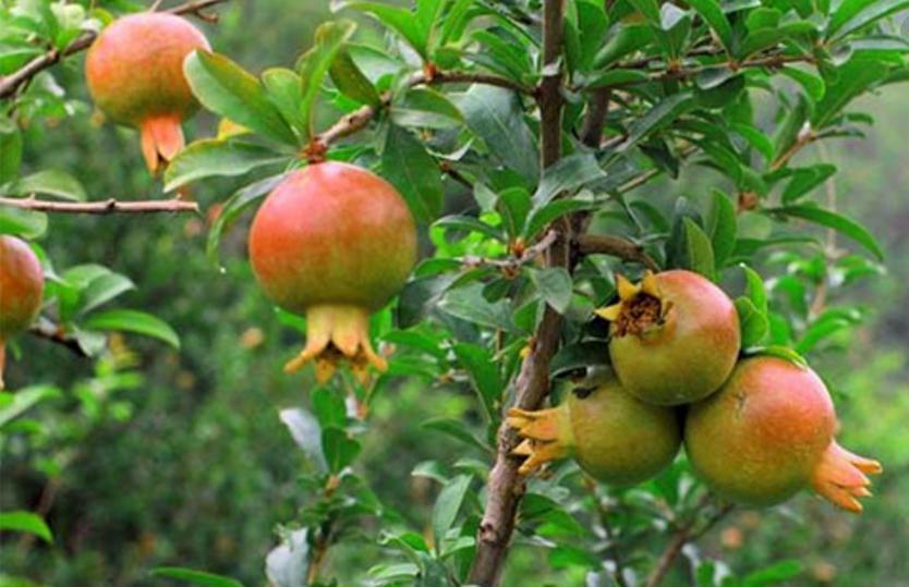 石榴裂开了嘴巴,石榴笑得裂开了嘴