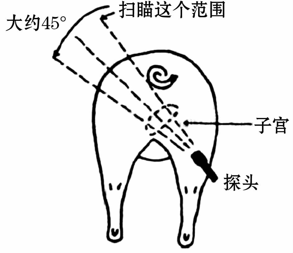 B超对猪场的生产中的应用