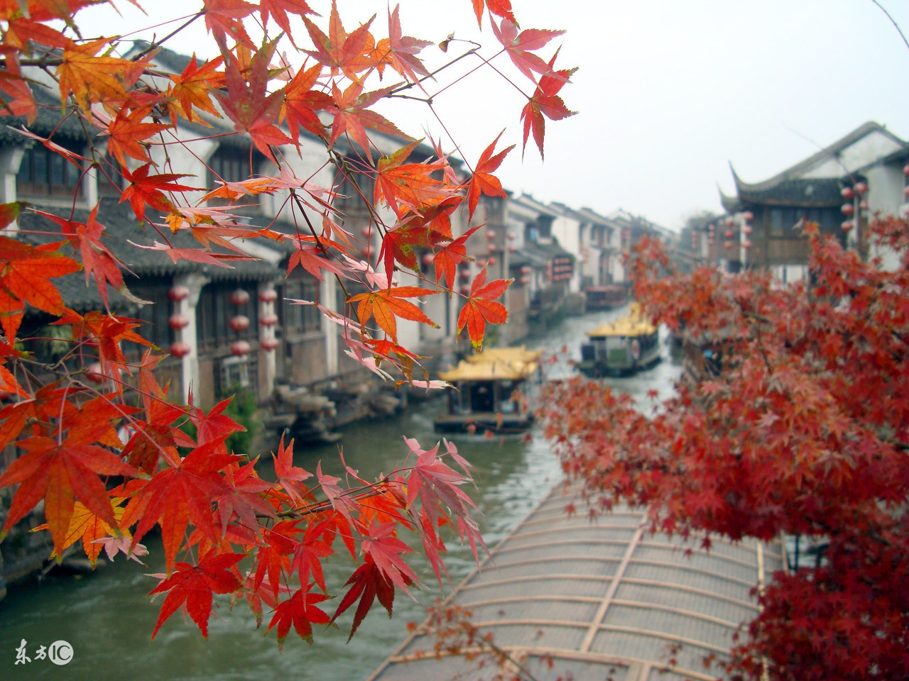 属马的人适合养什么花招财,属马的人最适合养什么宠物