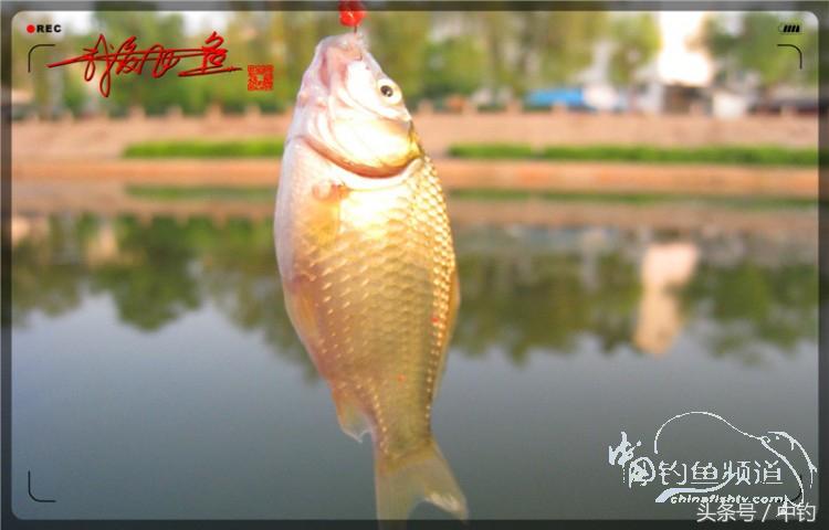 陪伴孩子的野餐,周末家庭式野餐陪伴家人