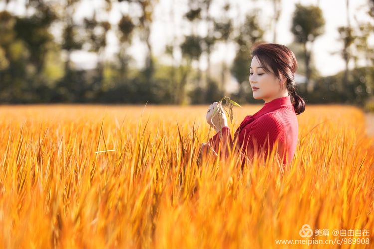 十里稻花香的全诗,十里稻花香的上一句