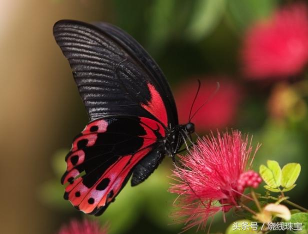 绕线胸针制作视频,diy珍珠发夹