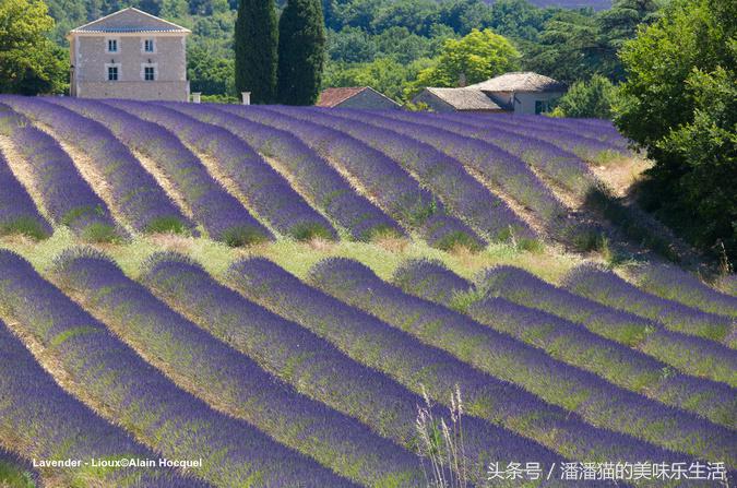 来自普罗旺斯的薰衣草,普罗旺斯薰衣草的味道