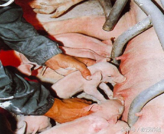 猪场母猪产床图片,母猪产舍