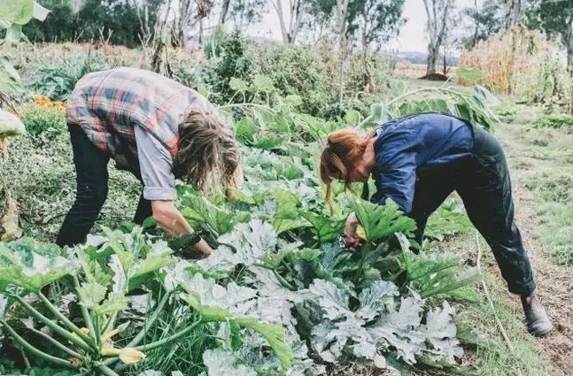 回归田园梦想中的生活,回归田园过上简单生活