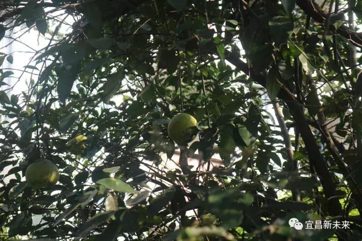 你眼中的三峡是怎么样的,三峡职院有什么专业