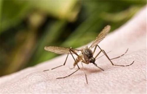 红霉素软膏和红霉素眼膏的区别,红霉素眼膏和红霉素软膏的区别