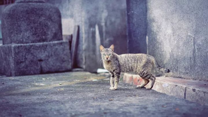 马尼拉菲律宾自由行 (2019菲律宾马尼拉游记)