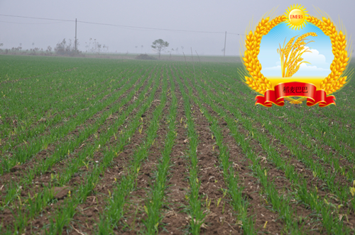 小麦旺长最好控制方法,小麦年前旺长应采取的措施