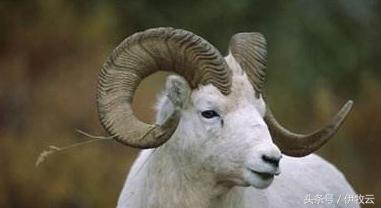 羊得了羊病怎么治疗,羊得了心肌炎用什么药治疗