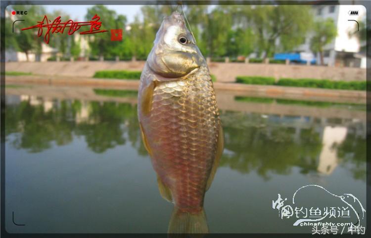 陪伴孩子的野餐,周末家庭式野餐陪伴家人