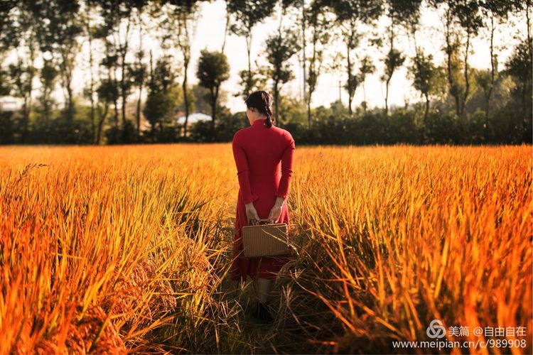 十里稻花香的全诗,十里稻花香的上一句