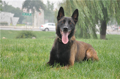 怎么判断马犬着凉发烧了,马犬如何辨别