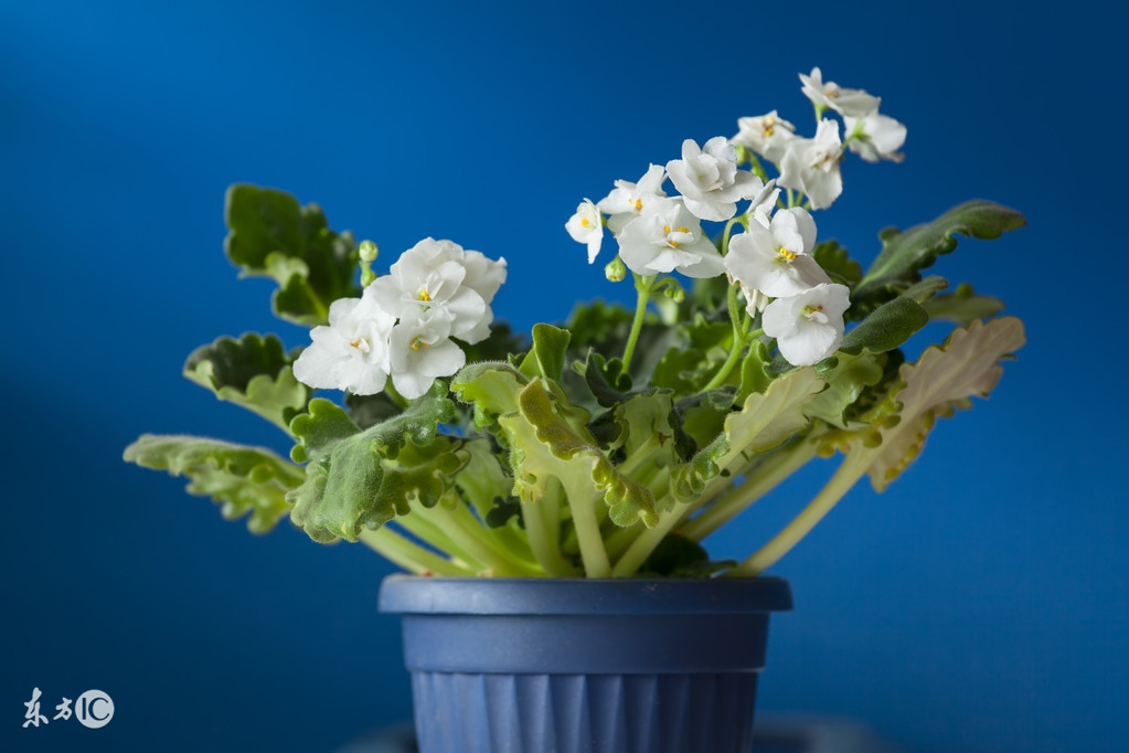 爆盆、开花不断|美丽可人的非洲紫罗兰,一下就俘获女生的芳心了