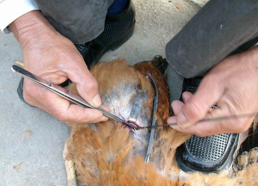 传统阉鸡技术教程视频,古老的阉鸡技术