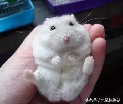 三线仓鼠如何躺手,仓鼠睡觉躺手可爱瞬间