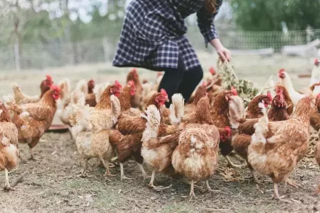 回归田园梦想中的生活,回归田园过上简单生活