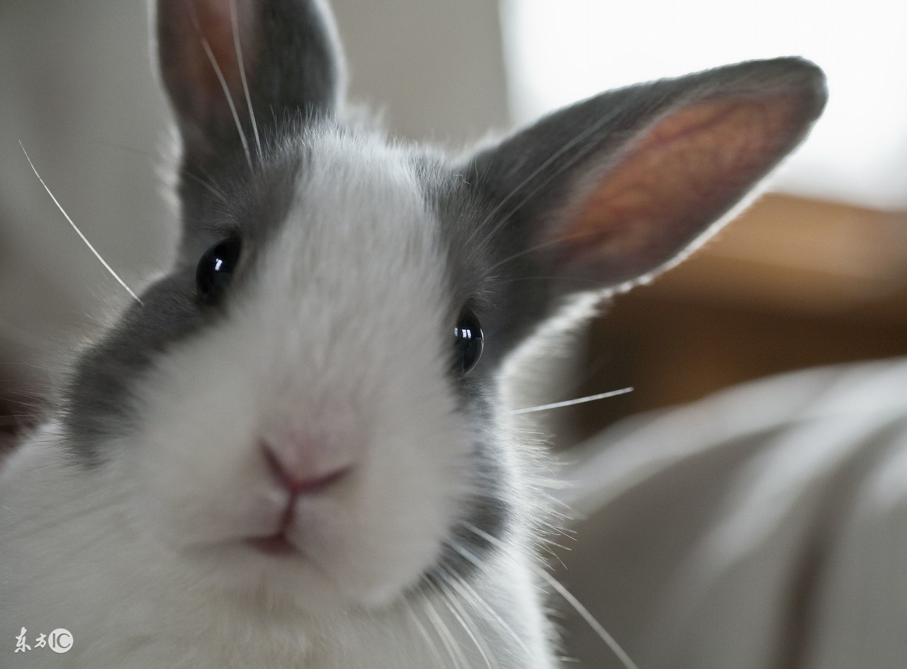 养只兔子做宠物怎么样,养兔子当宠物的注意事项和禁忌