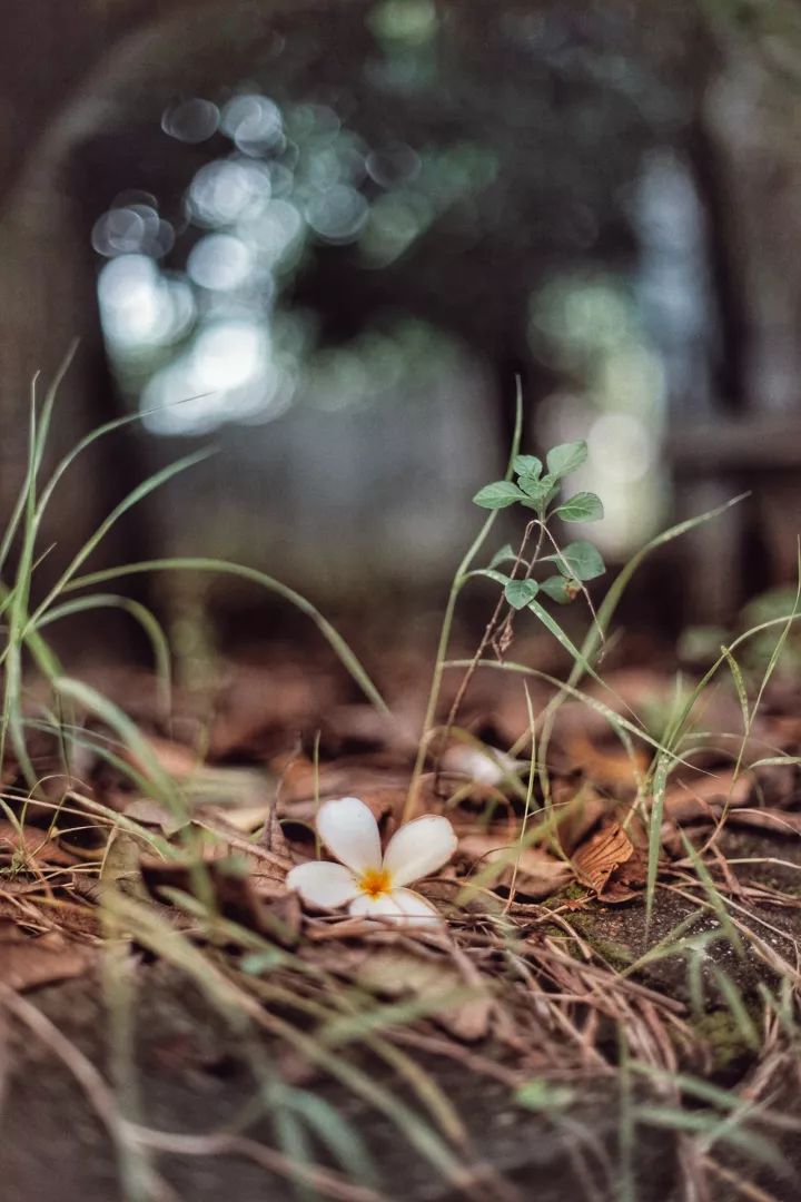 马尼拉菲律宾自由行 (2019菲律宾马尼拉游记)