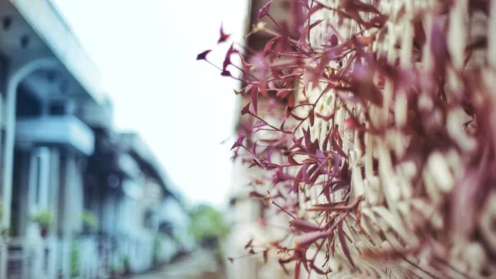 马尼拉菲律宾自由行 (2019菲律宾马尼拉游记)