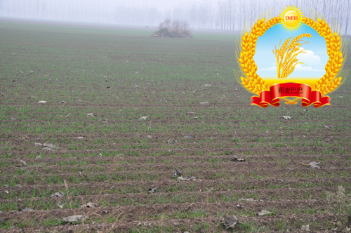 小麦旺长最好控制方法,小麦年前旺长应采取的措施