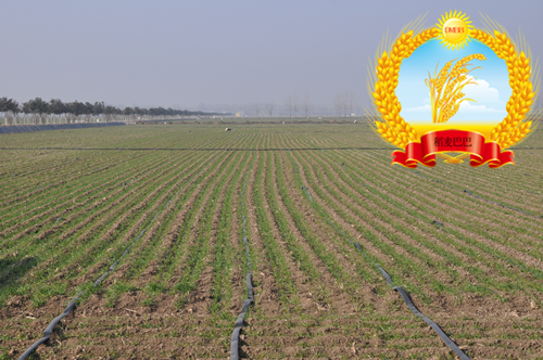 小麦旺长最好控制方法,小麦年前旺长应采取的措施