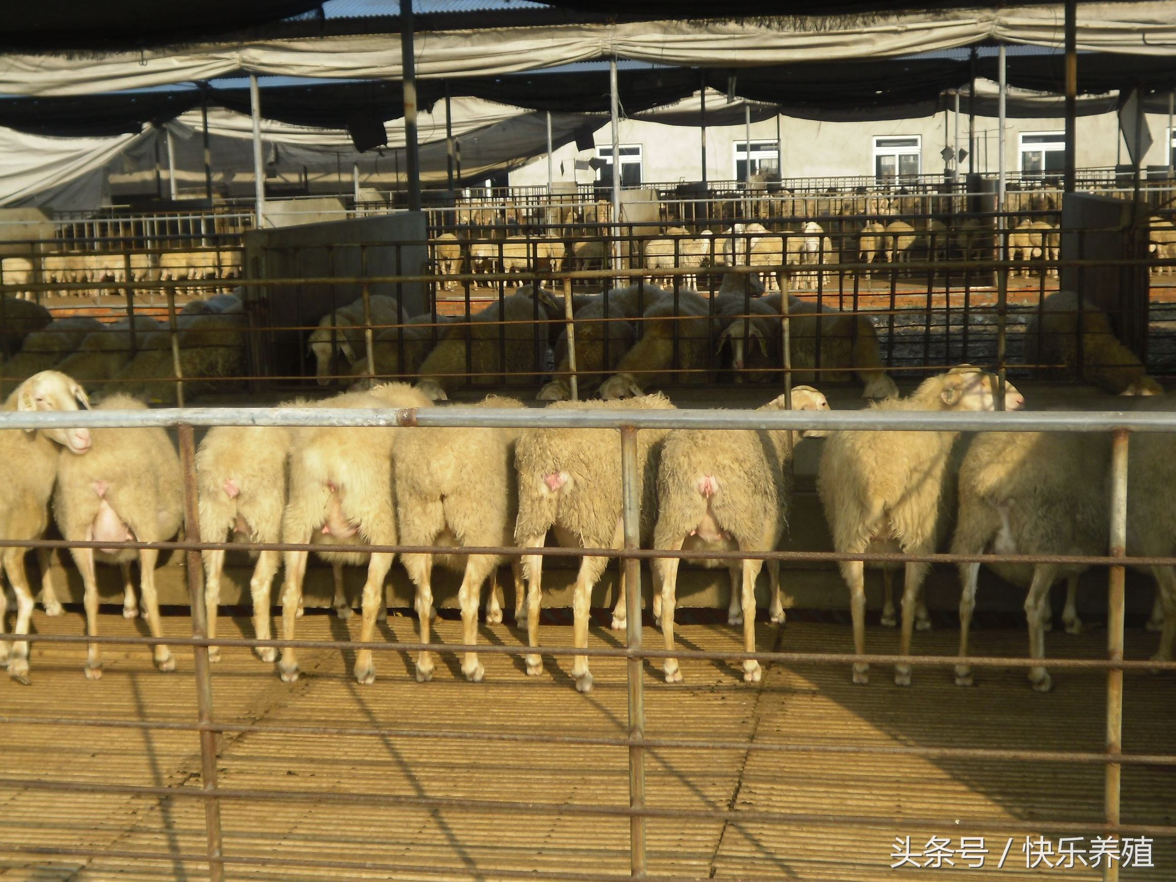 养羊技术与管理方法,养羊技术与管理方法有什么推荐书